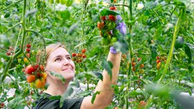 Sběr rajčat na Farmě Bezdínek