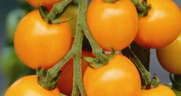 Neorganická rajčata jsou podle britského výzkumu sladší než ta organická