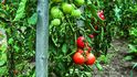 Rajčata - pěstování