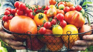 Sezona rajčat je v plném proudu: Rady, jak je sušit, mrazit, zavařit a použít na čatní!