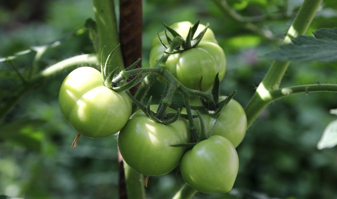 Zelená rajčata můžete utrhnout i se stonkem a zavěsit na půdě, kde postupně dozrají