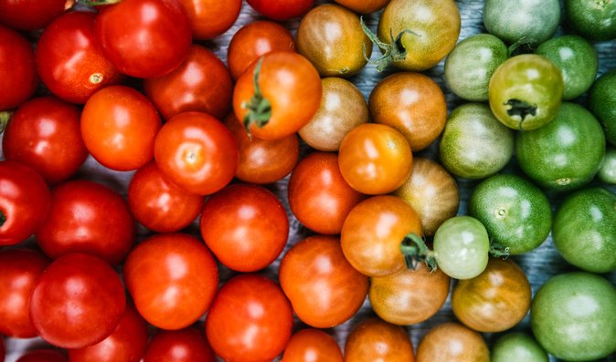 Etylen může pomoci dozrávání zelených rajčat