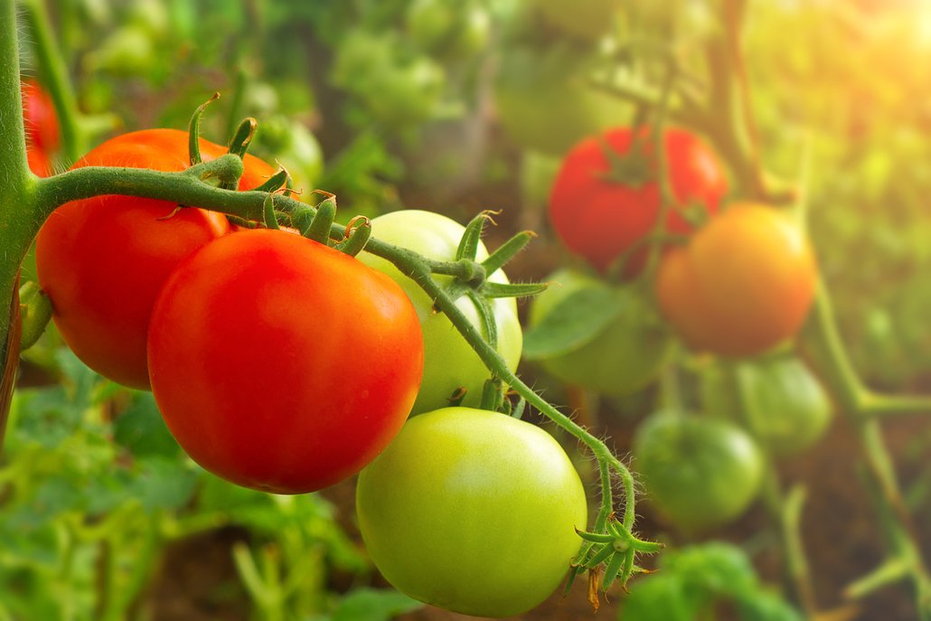 Zelená rajčata dozrají i po utržení