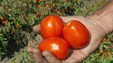 Šťavnatá rajčata: 6 tipů, jak je správně pěstovat