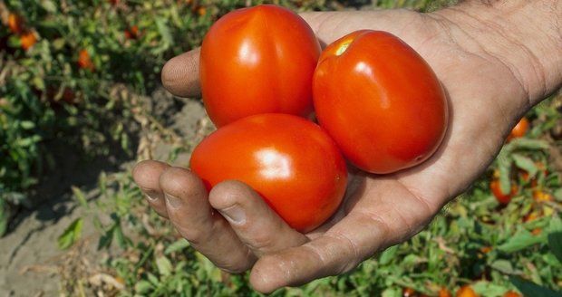 Rusko zničilo 20 tun českých rajčat. Kvůli potravinovému embargu