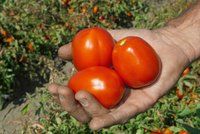 Rusko zničilo 20 tun českých rajčat. Kvůli potravinovému embargu