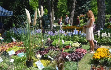 Olomoucké parky se proměnily v květinovou rajskou zahradu.