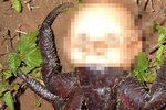 Na Pitcairnových ostrovech vyfotili raka s dětskou hlavou.