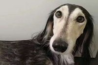 Stačila jedna petarda: Vyděšená fena běžela 12 kilometrů!