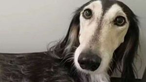 Stačila jedna petarda: Vyděšená fena běžela 12 kilometrů! Stačila jedna petarda: Vyděšená fena běžela 12 kilometrů!