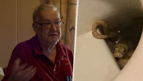 Důchodce Waltera (65) kousla do varlat krajta: Teď se bojí chodit na záchod!