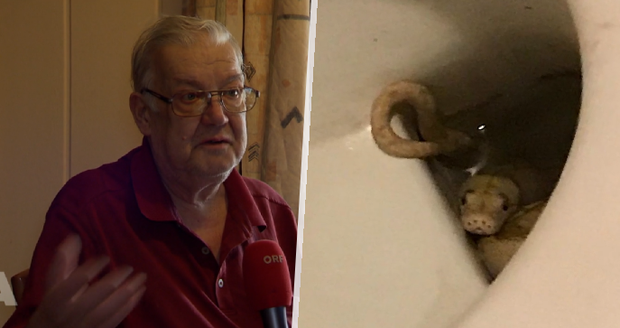 Důchodce Waltera (65) kousla do varlat krajta: Teď se bojí chodit na záchod!