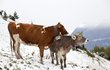 Překvapené krávy na alpských svazích.