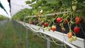 Nové metody pěstování a přesné závlahy, či hnojení nám již umožňují pěstovat a sklízet jahody od března do listopadu