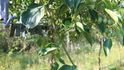 Na jedné z farem objevila například plantáž mini-kiwi