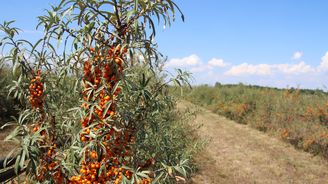 Farmáři se připravují na klimatickou změnu. Příkladem je Rakousko, kde zkoušejí i nové plodiny 