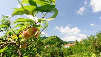 Království meruněk: Rakouské městečko Spitz se proslavilo svými meruňkovými sady, trhy i slavnostmi