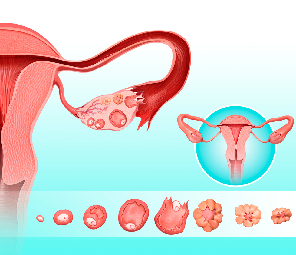 vaječník a děloha