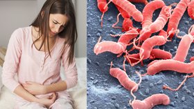 Lékaři zjišťují, kolik Čechů má v žaludku bakterii Helicobacter pylori.