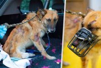 Hlad, bití a kyselina?! Zuboženému psovi úřady nepomohly, teď bojuje o život