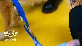 Pejska Heroa měli polévat kyselinou, úřady nezasáhly.