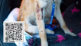 Pejska Heroa měli polévat kyselinou, úřady nezasáhly.