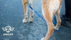 Pejska Heroa měli polévat kyselinou, úřady nezasáhly.