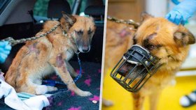 Pejska Heroa měli polévat kyselinou, úřady nezasáhly.