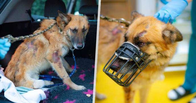 Pejska Heroa měli polévat kyselinou, úřady nezasáhly.