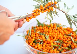 Věděli jste, ře plody rakytníku mají mnohem více vitamínu C, než třeba pomeranče?