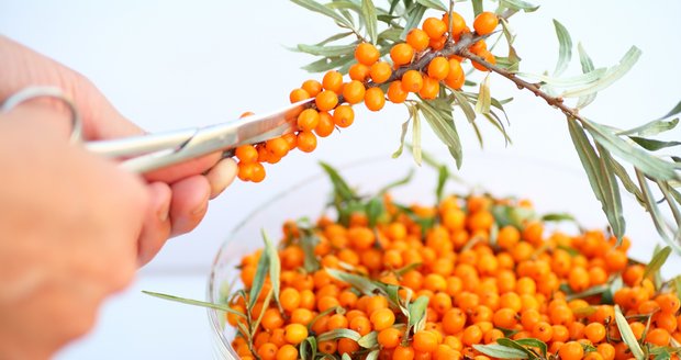 Věděli jste, ře plody rakytníku mají mnohem více vitamínu C, než třeba pomeranče?