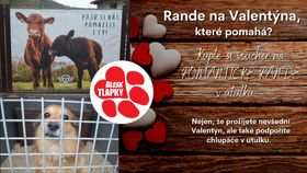 Romantické rande mezi psími kotci? Pozvěte svou milou na Valentýna do útulku