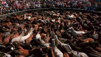 Rapa das bestas neboli stříhání bestií. To je netradiční slavnost krocení koní ve španělské Galicii