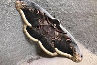 Rarita v Brně: Vylíhl se tu největší evropský motýl! Martináč má rozpětí křídel 15 cm