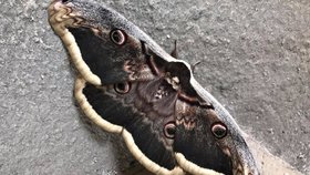 Největší evropský motýl Martináč hrušňový neboli Paví oko hruškové má rozpětí křídel až 15 centimetrů. Objevil se v centru Brna.