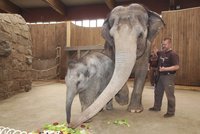 Sloní holčička slavila narozeniny: Dostala obří balón a dort plný ovoce a zeleniny
