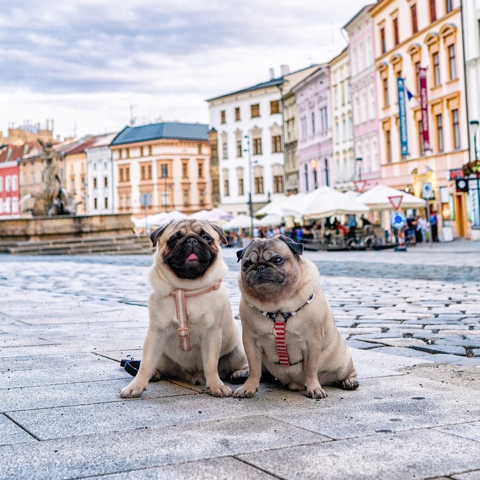 Mopsíci občas do salonu také zavítají