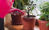 Nás nezničíte! 4 izbové rastliny, ktoré prežijú v každom byte