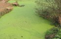 Zelené zbarvení řeky kvůli přemnoženým sinicím a řasám