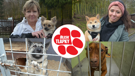 Útulky v Česku plní psi z množíren: Léčba zvířat bez „papírů“ stojí desetitisíce
