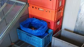 Velká razie v Sapě: Veterináři našli 700 kg zkažených potravin a nelegální sklad