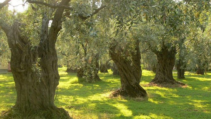 Řecké olivovníky
