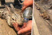 V Řecku trpí i zvířata: Hasiči zachraňují němé tváře, lidé skočili do plamenů pro psy a kočku