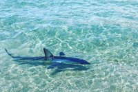 Čechy na Krétě vyděsil žralok! Proháněl se až u pláže