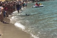 Žralok připlul ke břehům dalšího dovolenkového ráje Čechů. Vyděsil turisty na Krétě