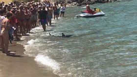 K řeckému pobřeží připlul žralok.