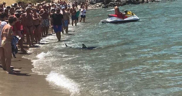 Žralok připlul ke břehům dalšího dovolenkového ráje Čechů. Vyděsil turisty na Krétě