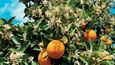 Pomerančovník v dubnu kvete a zároveň mu dozrávají poslední plody (hlavní sklizeň je únor a podzim).