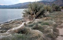 Západ Řecka jako z hororu: Kilometry pavoučích sítí!
