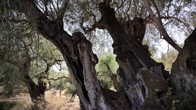 Z městečka Argási jsme se vydali klidnou částí ostrova plnou olivových sadů, které doprovázely naši cestu ke klášteru Panagía Skopiótissa, cíli našeho výletu